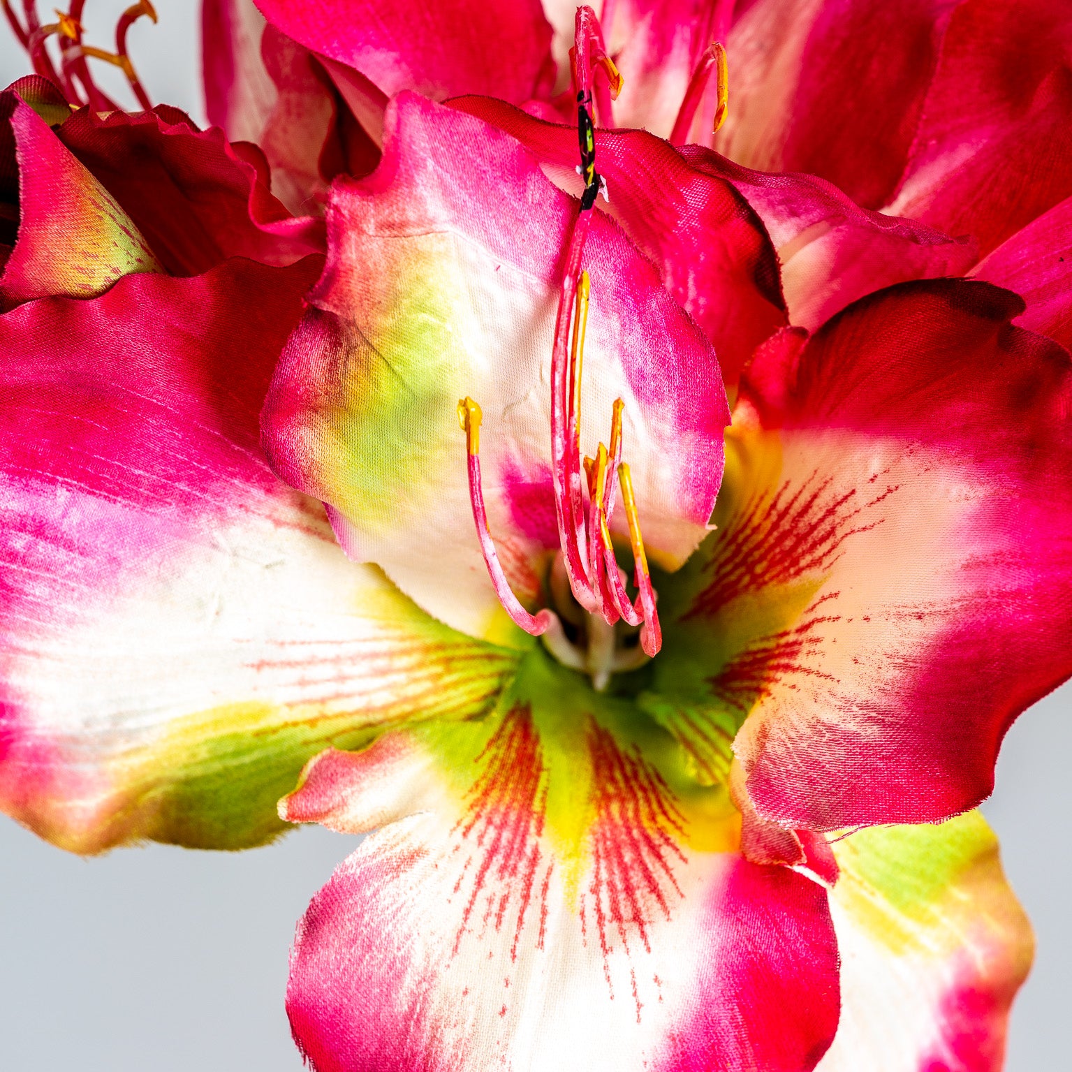 AMARYLLIS FLOWER