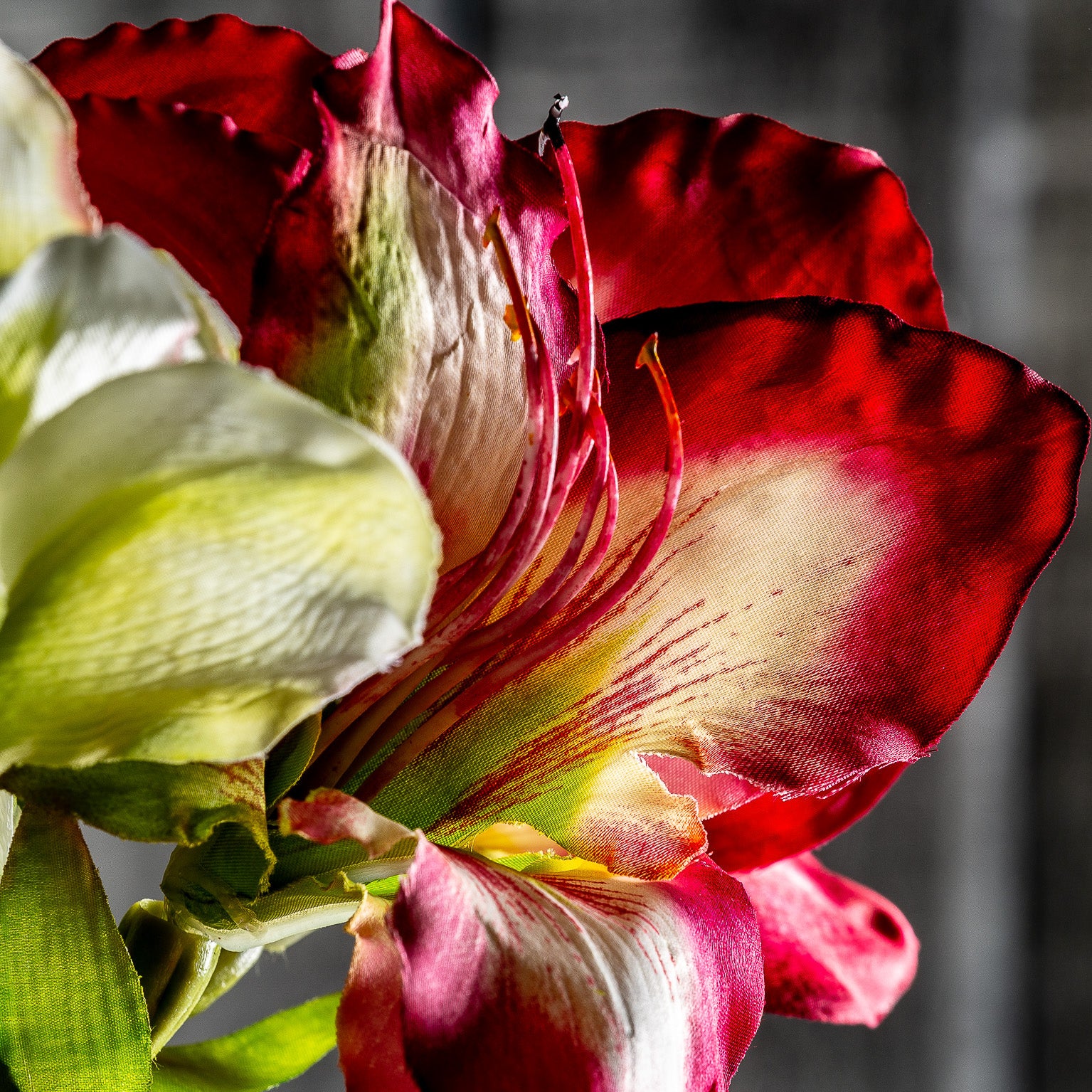 AMARYLLIS FLOWER