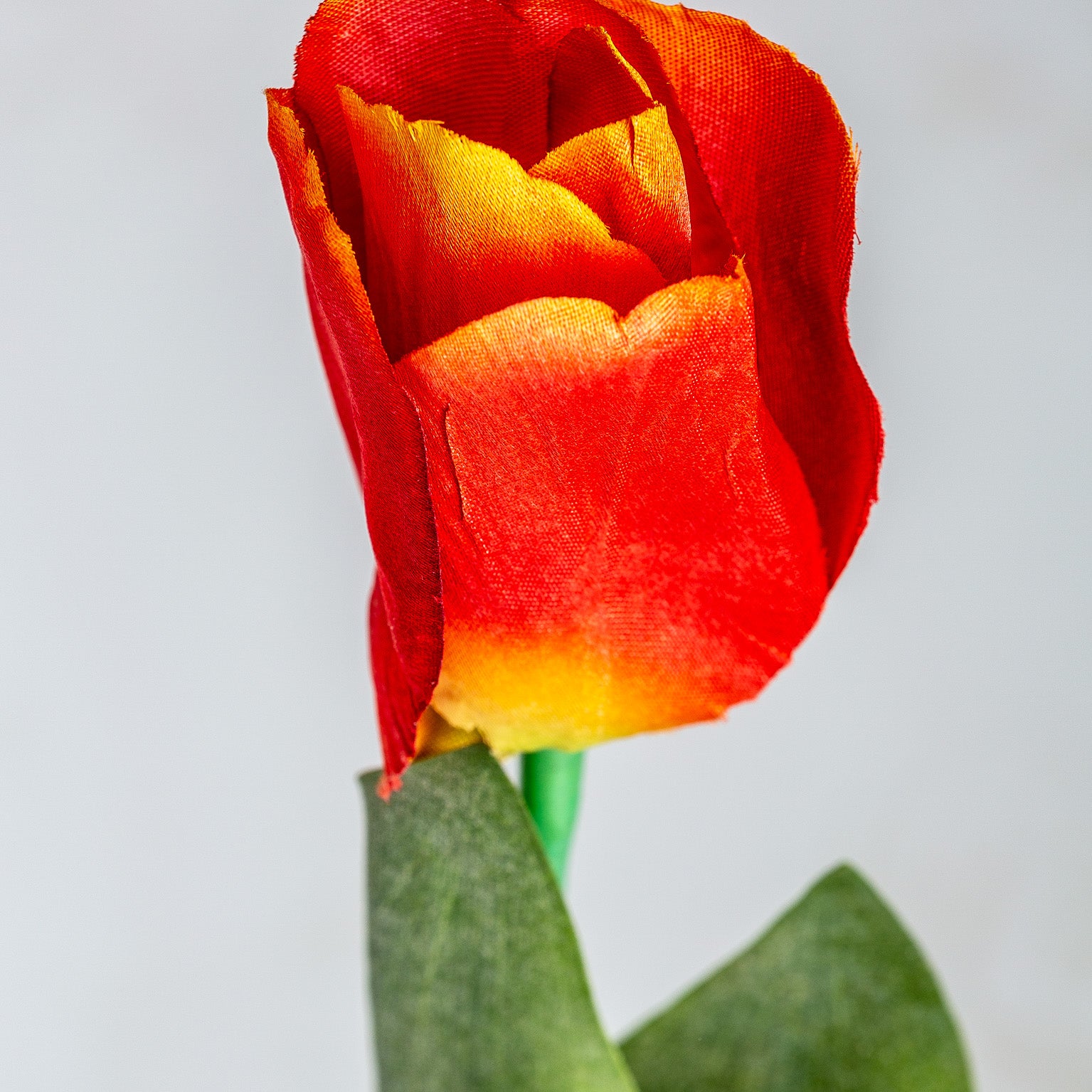 TULIPAN FLOWER