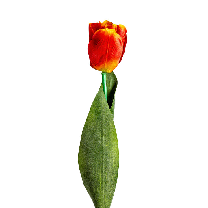 TULIPAN FLOWER