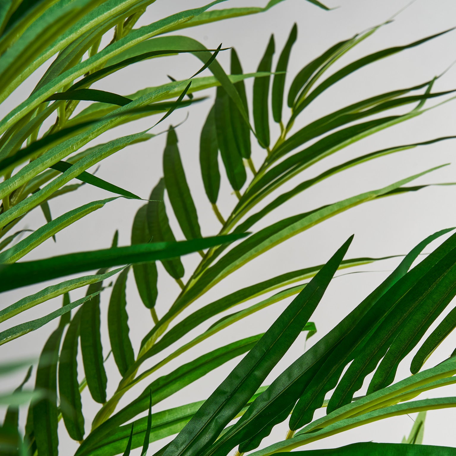 PALMERA PLANT