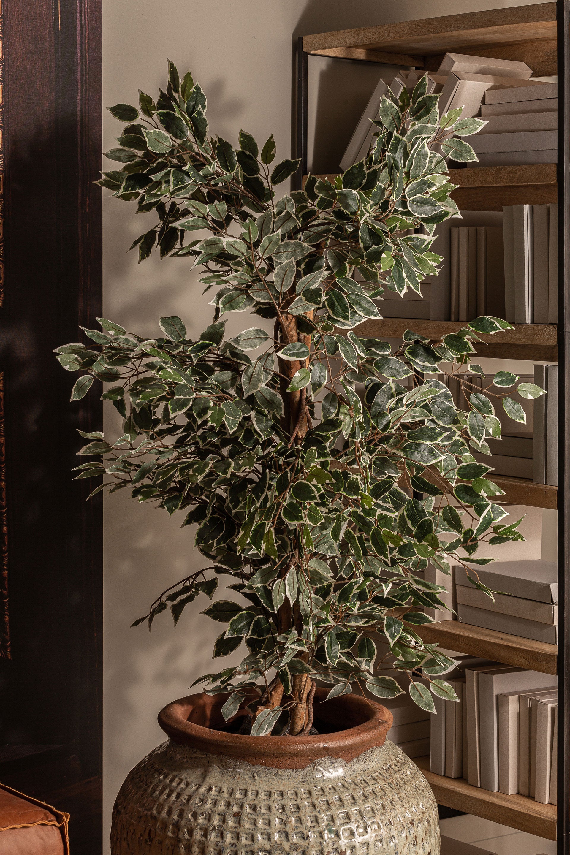 FICUS PLANT