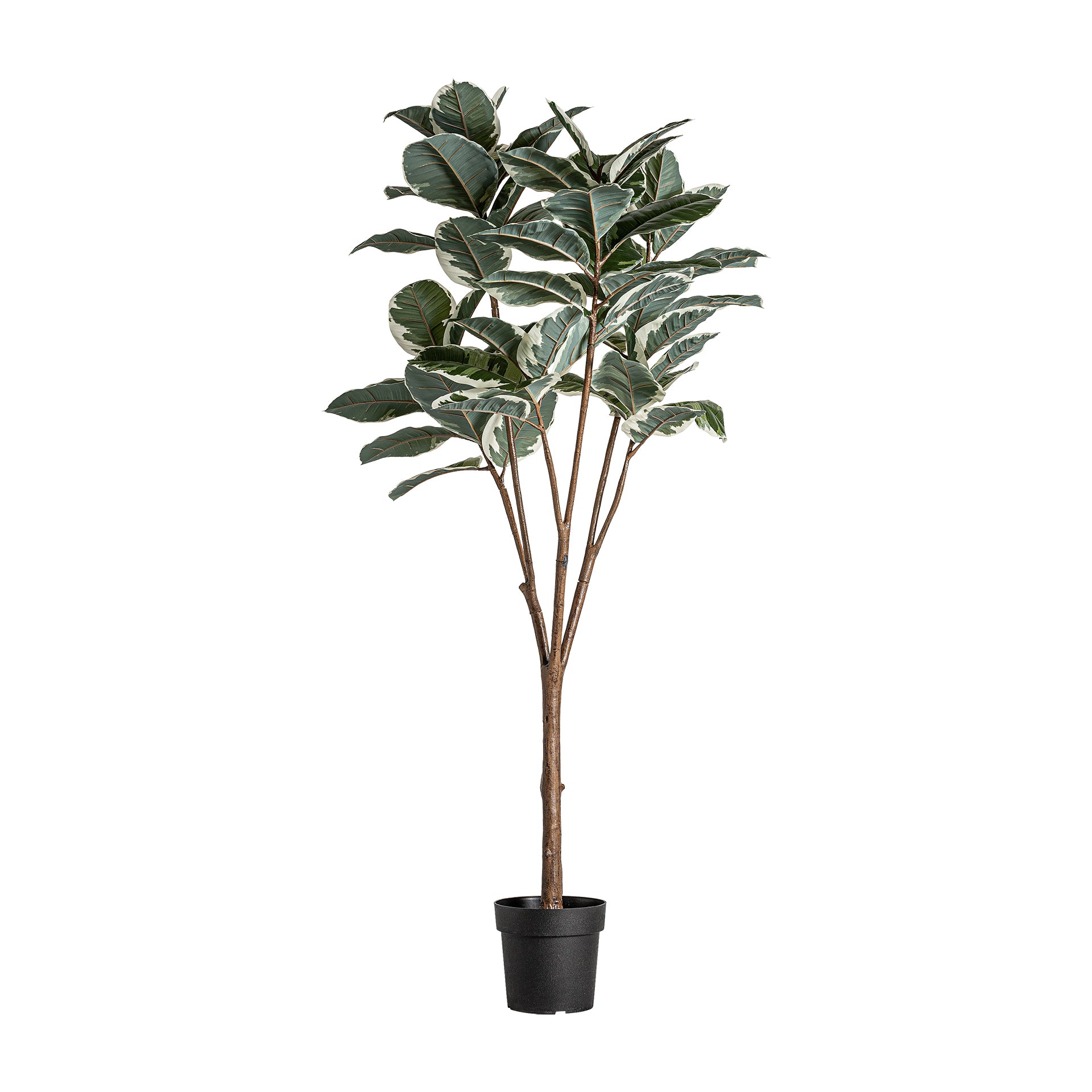 ROBLE BLANCON TEHDAS