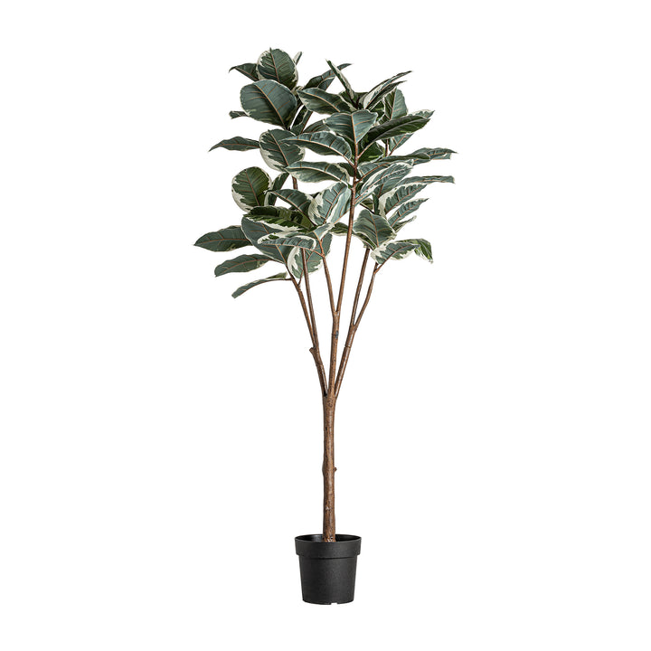 ROBLE BLANCON TEHDAS