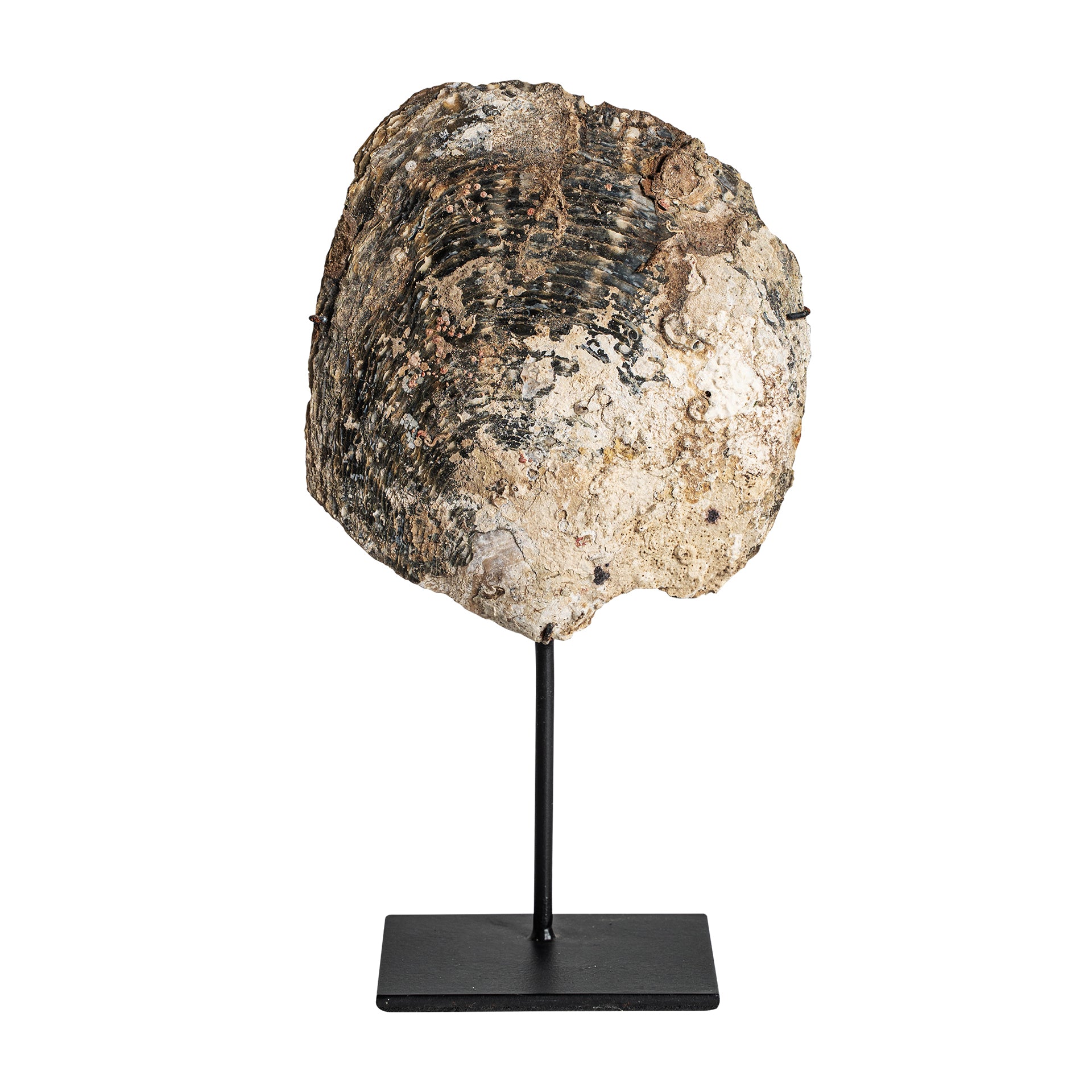 Skulptur Skal Nordic Shell -figuuri