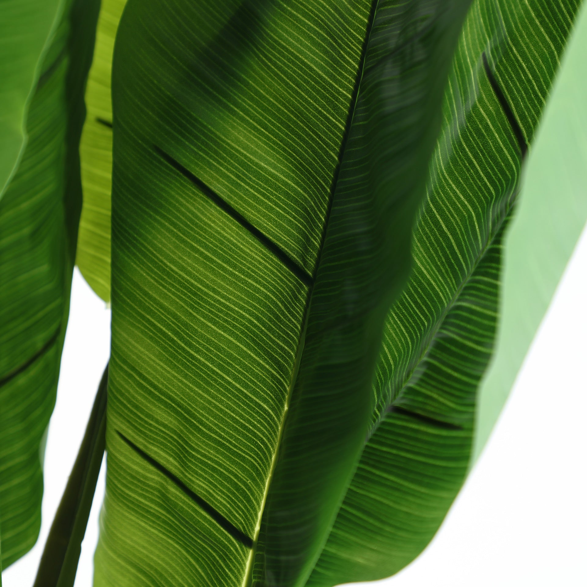 BANANERA PLANT