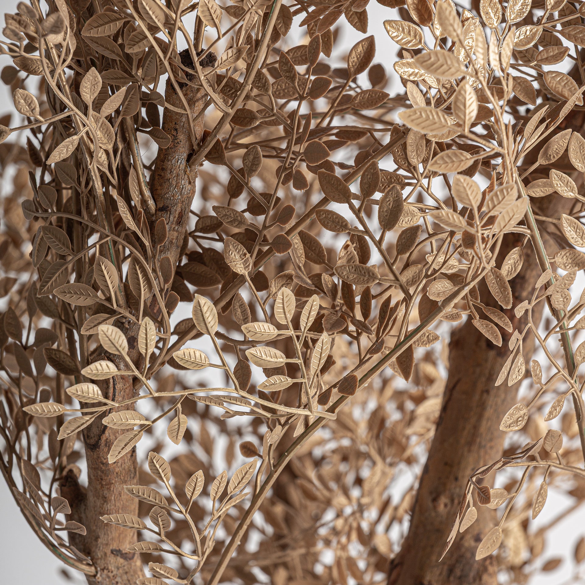 OLIVO PLANT