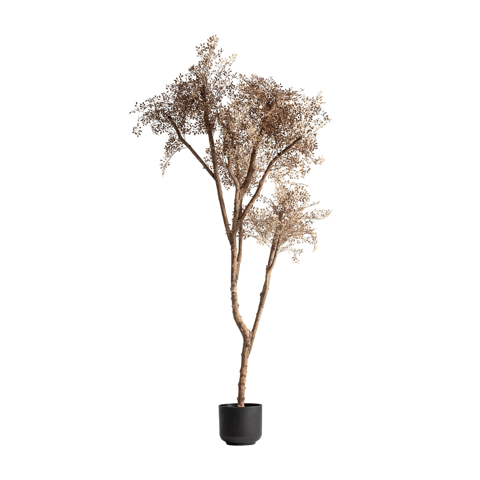 OLIVO PLANT