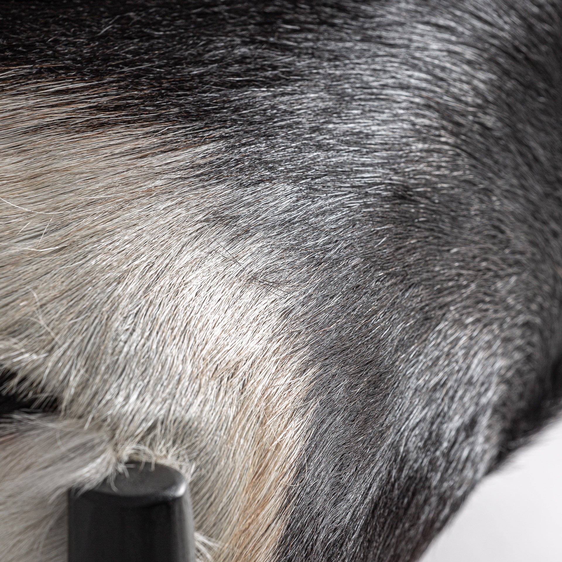 Mier Contemporary Armchair - Teak Wood & White Leather