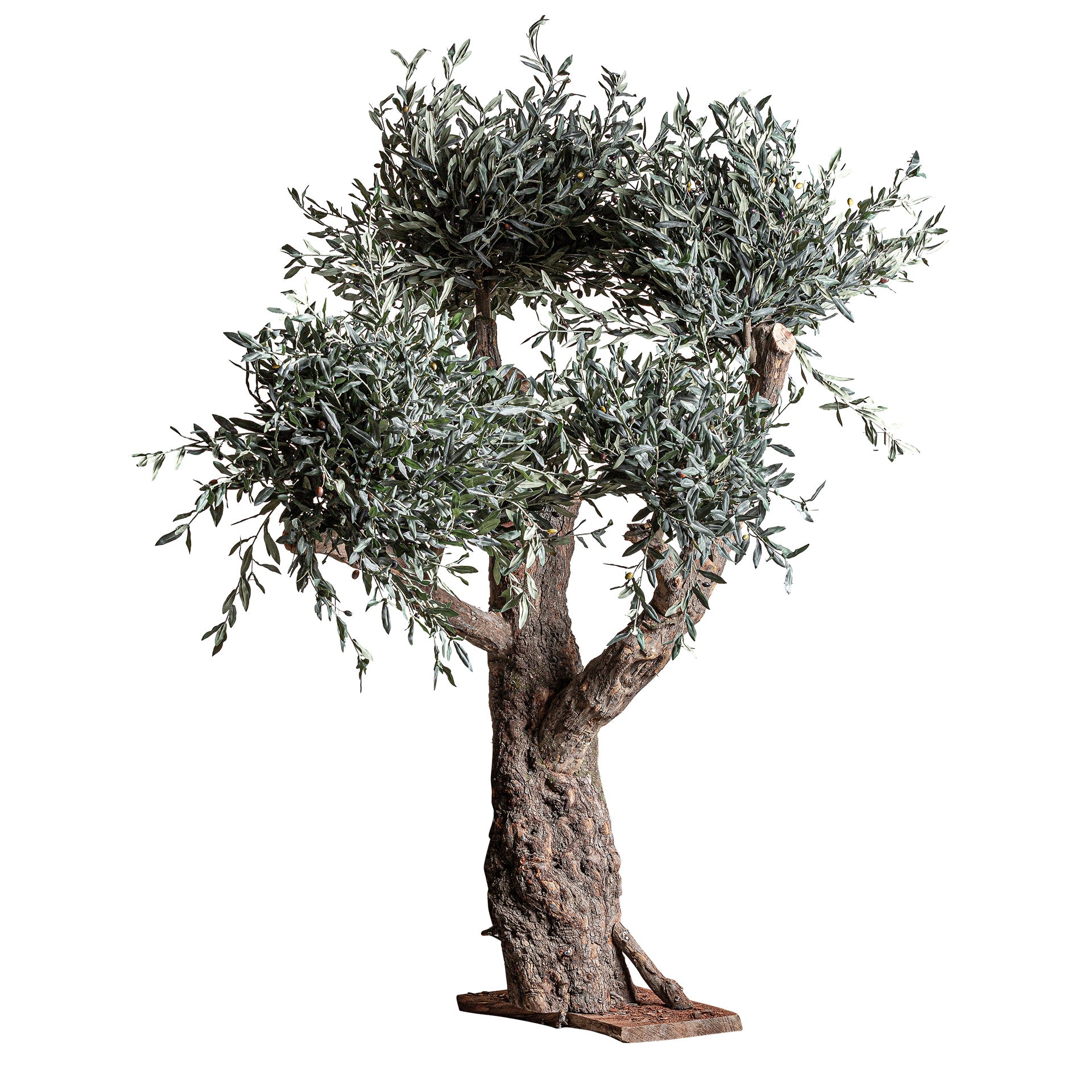 OLIVO PLANT