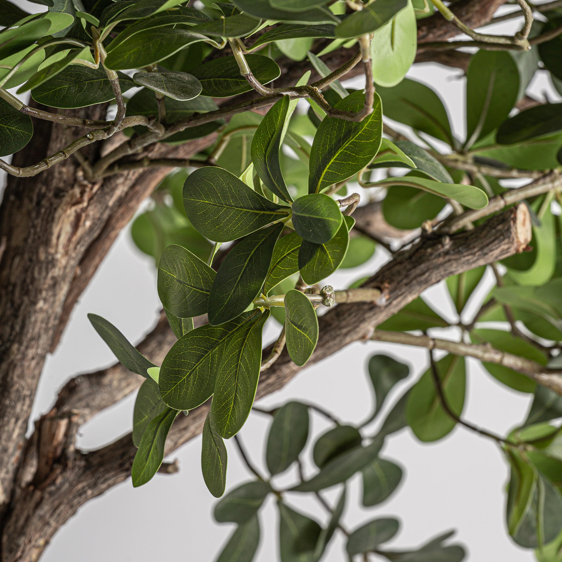 FICUS PLANT
