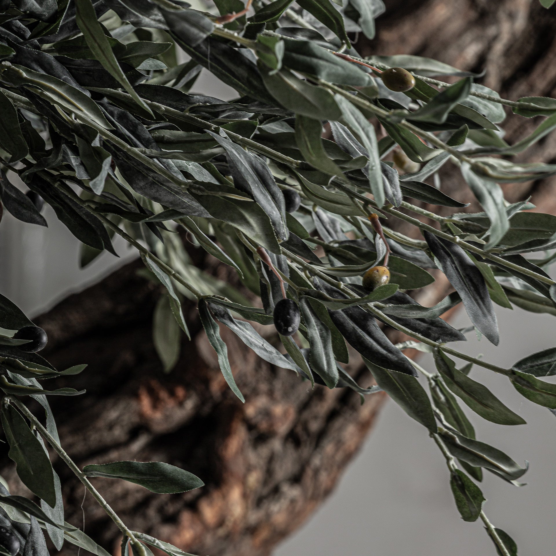 OLIVO PLANT