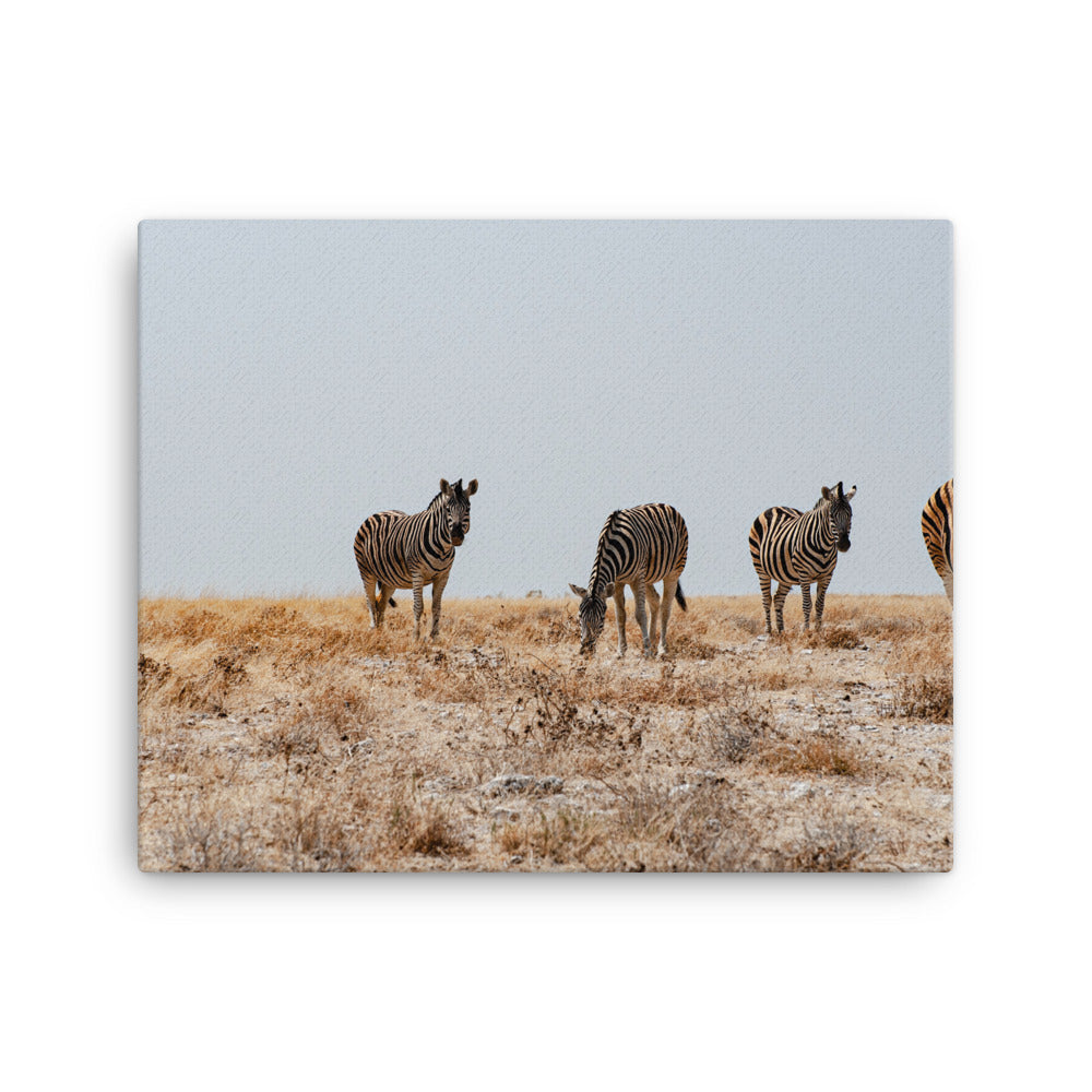 Zebras Canvas
