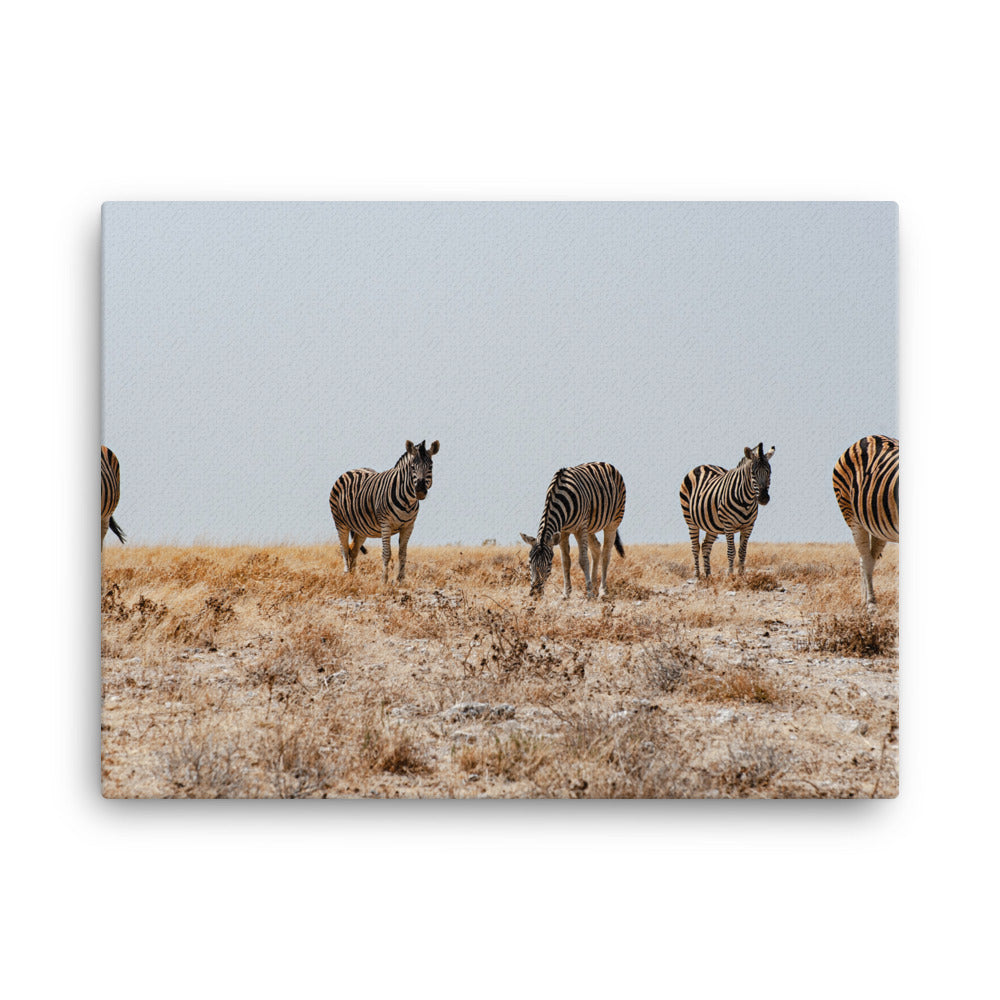Zebras Canvas