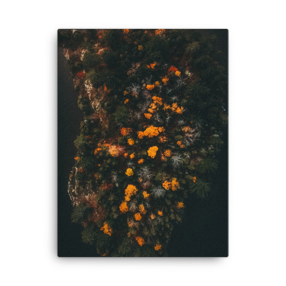 Walk in Forest Canvas